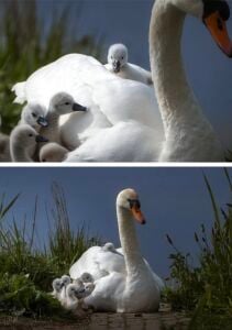 Swans Dönence